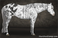 Horse Color:Black Sabino Splash Varnish  and Liver Chestnut Sabino Splash Varnish 