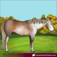 Horse Color:Gray Chocolate Palomino Sabino