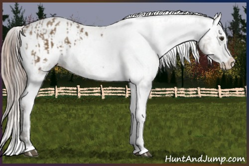 Horse Color:Liver Red Dun Sabino Splash Appaloosa  and Liver Red Dun Sabino Splash Appaloosa Rabicano 