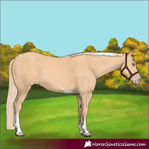 Horse Color:Gold Champagne Tobiano