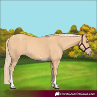 Horse Color:Gold Champagne Tobiano