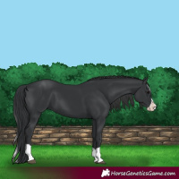Horse Color:Black Splash 
