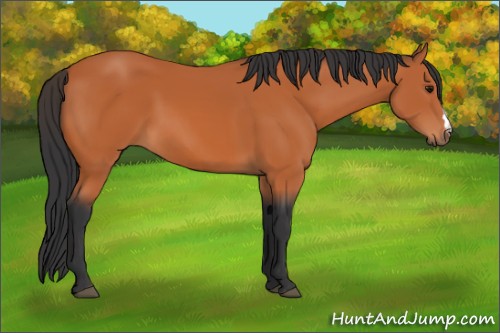 Horse Color:Unknown 