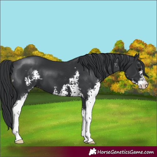 Horse Color:Black Sabino 
