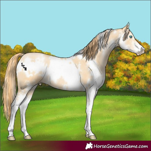 Horse Color:White Spotted Buckskin Pearl Sabino 