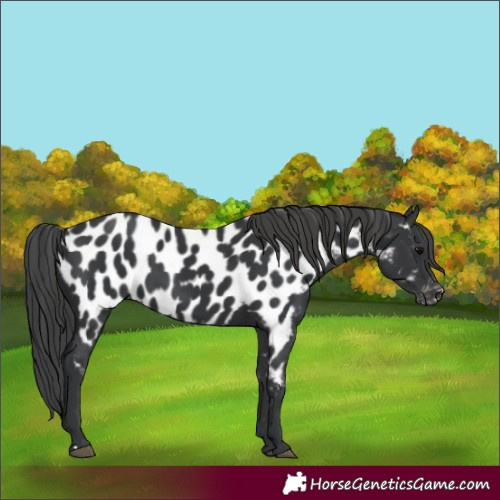 Horse Color:Black Appaloosa 