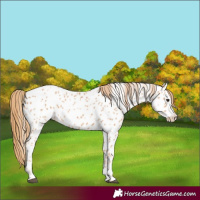 Horse Color:Chestnut Appaloosa 