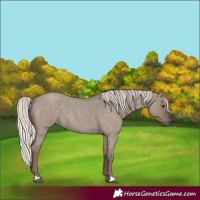 Horse Color:Silver Grullo Roan 