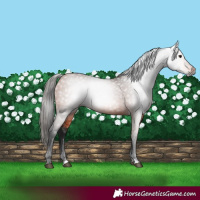 Horse Color:Gray Bay 