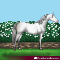 Horse Color:Gray Bay 