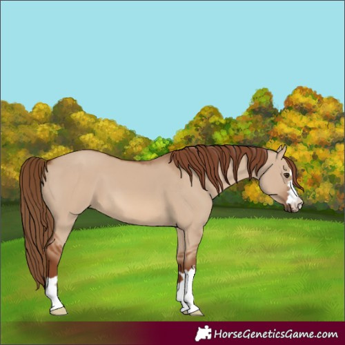Horse Color:Red Dun 