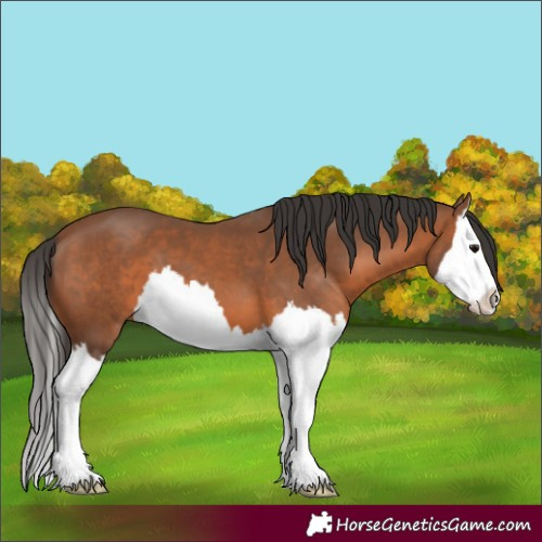 Horse Color:Bay Splash 