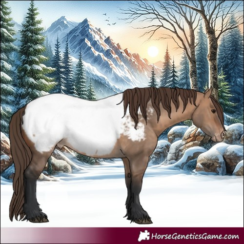 Horse Color:Brown Dun Appaloosa 