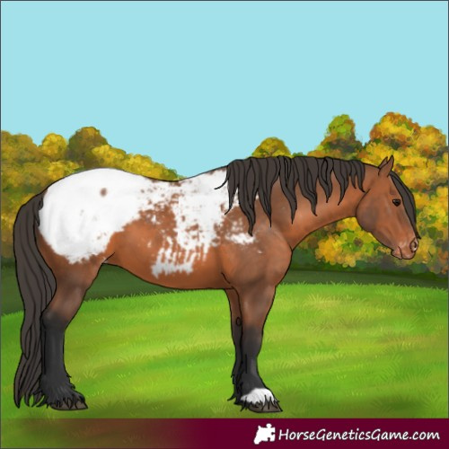 Horse Color:Bay Appaloosa 