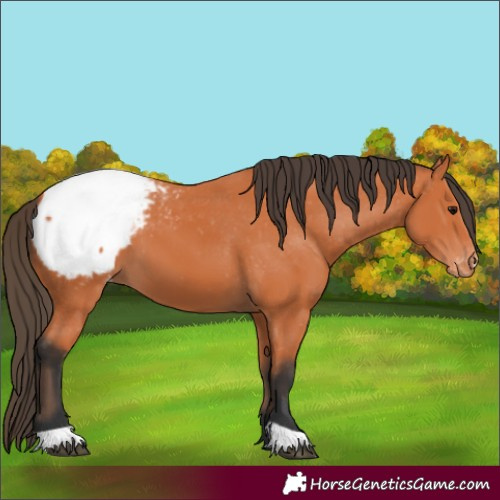 Horse Color:Bay Appaloosa 