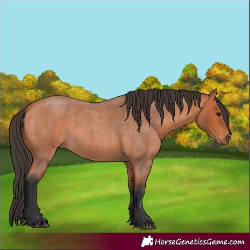 Horse Color:Bay Roan 