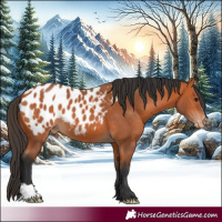 Horse Color:Bay Appaloosa