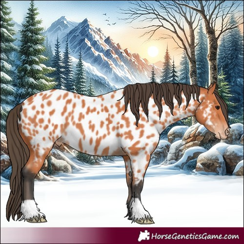 Horse Color:Bay Appaloosa 