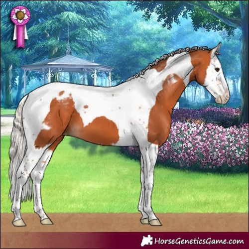 Horse Color:Silver Bay Splash Tobiano Blanket 