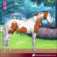 Horse Color:Silver Bay Splash Tobiano Appaloosa 