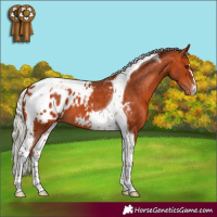 Horse Color:Silver Bay Tobiano Appaloosa