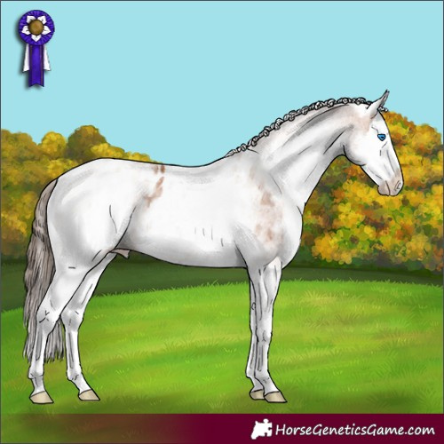 Horse Color:White Spotted Bay Splash Appaloosa 
