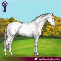 Horse Color:White Spotted Bay Splash Appaloosa