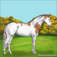 Horse Color:Chestnut Splash Tobiano Frame 