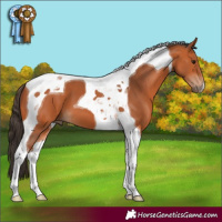 Horse Color:Bay Tobiano 