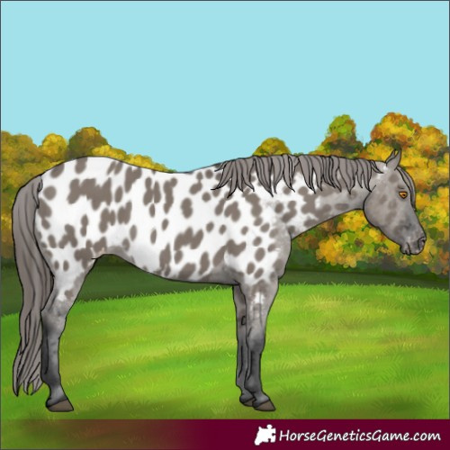 Horse Color:Grullo Appaloosa 