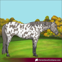 Horse Color:Grullo Appaloosa 
