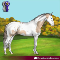 Horse Color:Bay Dun Splash Tobiano Appaloosa 