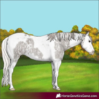 Horse Color:Silver Blue Roan Splash Tobiano Blanket  and Silver Blue Roan Splash Tobiano 