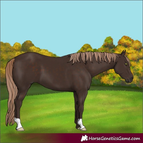 Horse Color:Liver Chestnut
