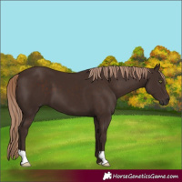 Horse Color:Liver Chestnut 