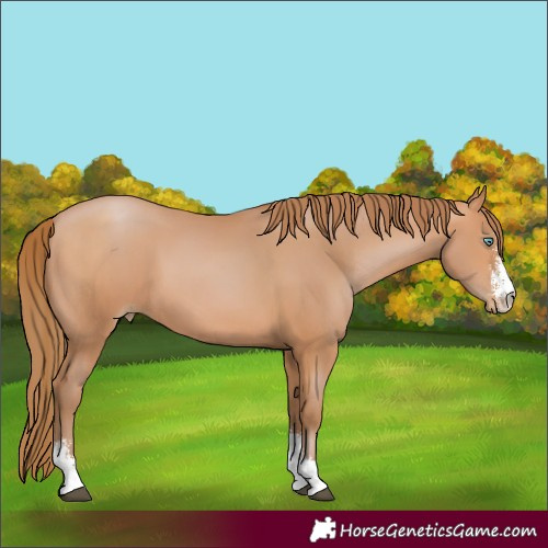 Horse Color:Bay Pearl Sabino 