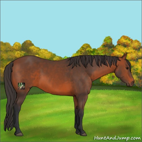 Horse Color:Bay Sabino 