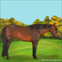 Horse Color:Bay Sabino 