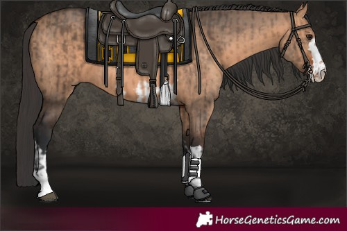 Horse Color:Brown Dun  and Brown Dun 