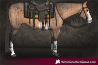 Horse Color:Brown Dun  and Brown Dun 