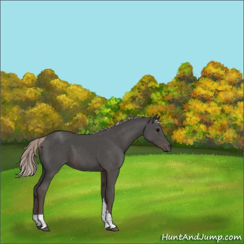Horse Color:Silver Black Tobiano 
