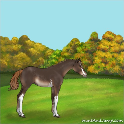 Horse Color:White Spotted Liver Chestnut Rabicano 