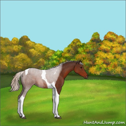 Horse Color:Silver Brown Tobiano 