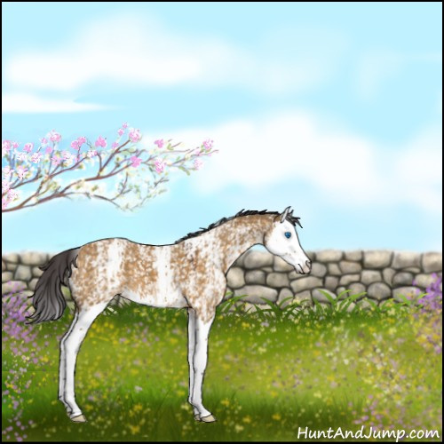 Horse Color:White Spotted Buckskin Dun Splash 