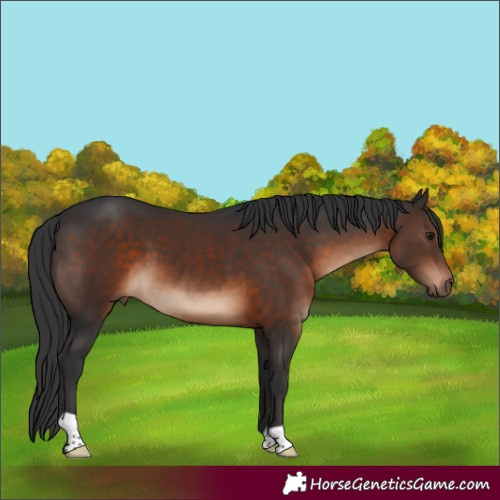 Horse Color:Brown 