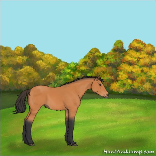 Horse Color:Bay 