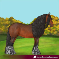 Horse Color:Bay and Bay