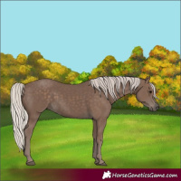 Horse Color:Silver Black 