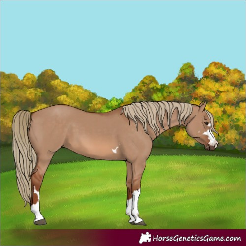 Horse Color:Red Dun