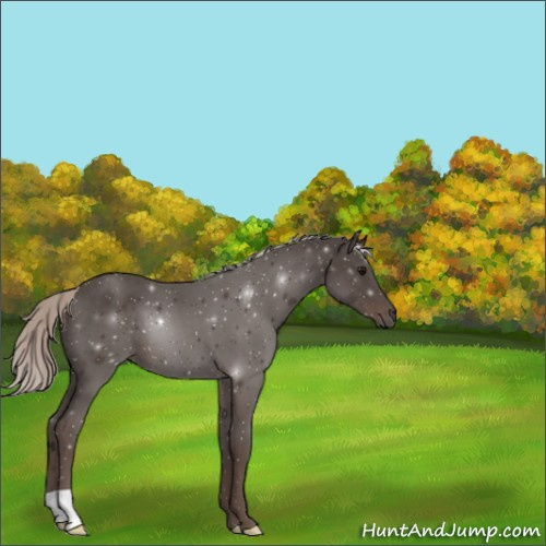 Horse Color:Silver Black 
